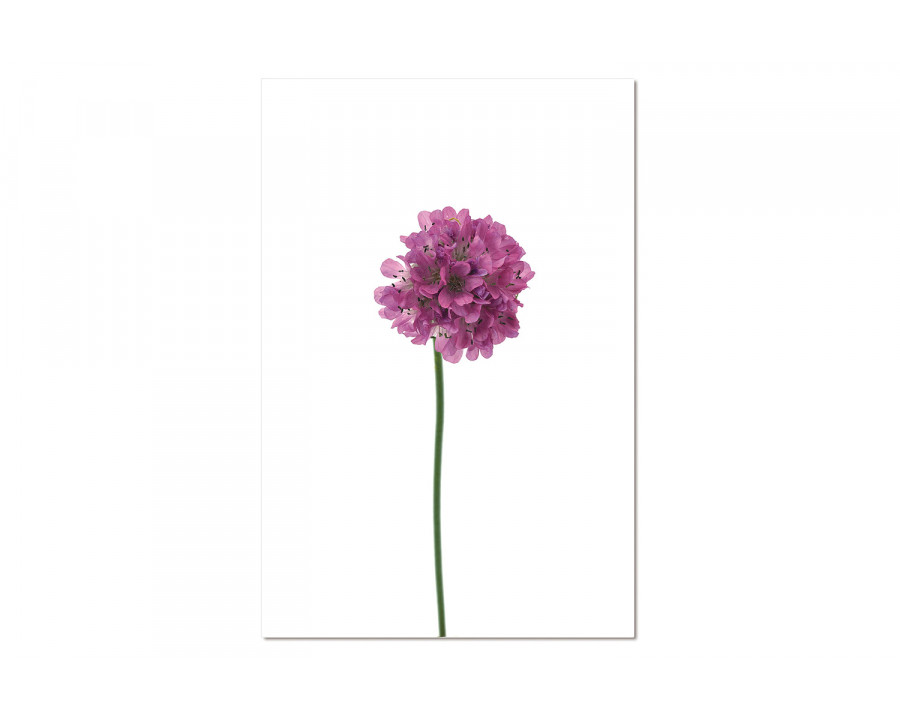 Bellini – Acrylic Picture of Armeria Maritima in Multi-Color